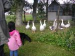 På vägen stötte vi på en flock gäss, snacka om miljöträning för hundarna.